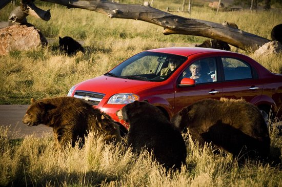 Bear Country USA: From the comfort of your vehicle, you will be up close and personal with more bears, elk, deer, wolves, cougars, etc. than any other “zoo” you will ever be a part of.  A “I Survived Bear Country” shirt will be sure to inspire interesting conversations.