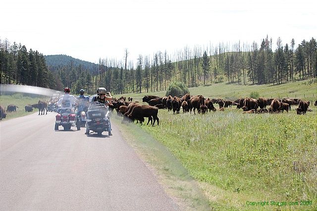 Custer State Park: The buffalo herd is often just “down the road” in Custer State Park. Many of our visitors have reported to us of being literally stuck in the middle of the herd while being stared down by the large bulls. Beside buffalo, enjoy the wild mules, mountain goats, deer, and birds of prey.